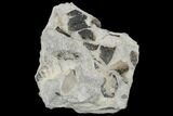 Pennsylvanian Fossil Fern (Macroneuropteris) Plate - Kentucky #112963-1